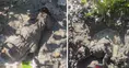 Betonun altında can pazarı: İtfaiye ekipleri yavru köpeği ölümden döndürdü