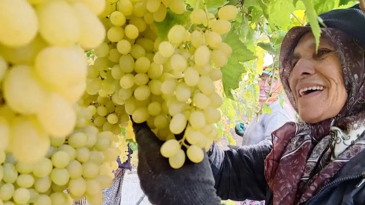 Üzümler Yağmur Çamur Demeden Toplanıyor