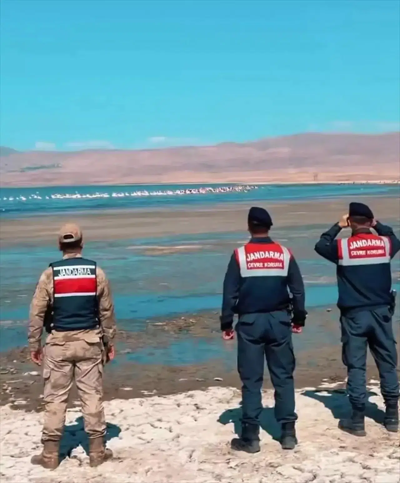 Van'da Flamingoların Korunması İçin Jandarma Çalışmaları