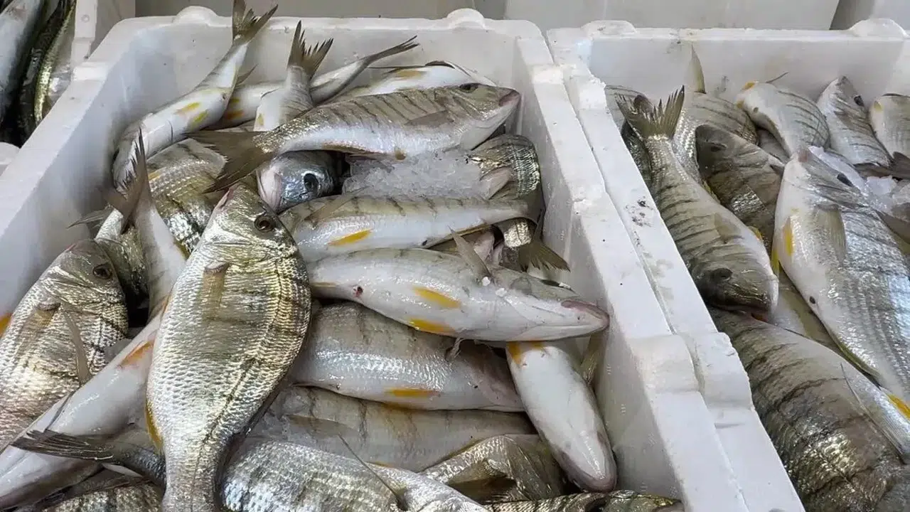 Hamsi Bolluğu Tezgahlara Çeşitlilik Getirdi: Balıkçılar da Şaşkın