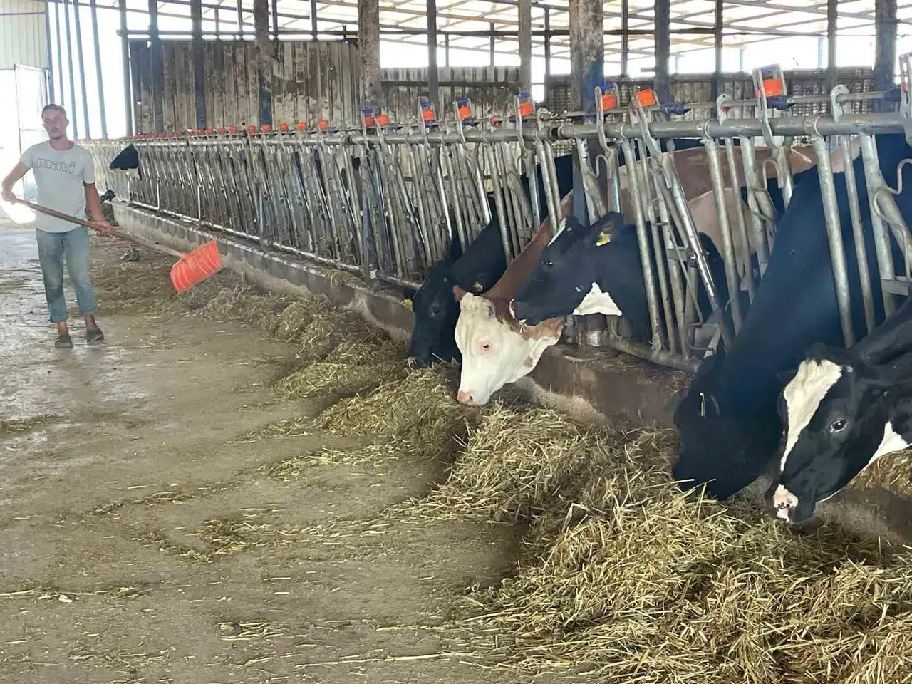 Süt Üreticilerinden 'Yem Dayatması'na Tepki