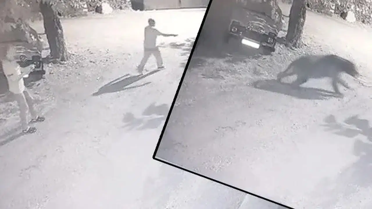 Erzincan'da İlginç Bir Olay: Köylüler Gece Saatinde Ayıyı Kovalamak Zorunda Kaldı