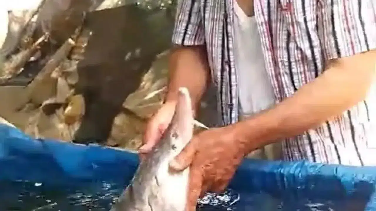 Elazığ'da Nadir Bir Balık Bulundu: Sibirya Mersin Balığı Oltaya Takıldı