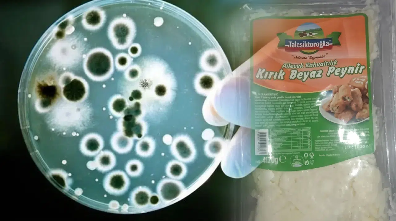 Tahsildaroğlu cephesinde Listeria krizi: Peynirlerdeki bakteriye dair ilk resmi yanıt ne oldu?