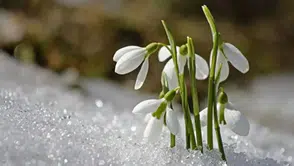 Baharın Müjdecisi Cemre Ne Zaman Düşecek? 2026 Takvimi Açıklandı