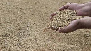 Buğday piyasasında kritik karar: İhracat kapıları yeniden açıldı