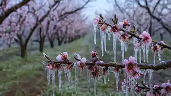 Zirai Dondan Etkilenen Üreticilere Destek Ödemesi Devam Ediyor