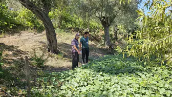 Bodrum’da Zeytin Hasadı Dönemi Başladı