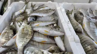 Hamsi Bolluğu Tezgahlara Çeşitlilik Getirdi: Balıkçılar da Şaşkın