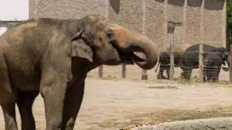 İzmir’de Filler İçin Yeni Önlem