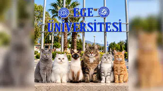Ege Üniversitesi'nden 'kedi zehirlenmesi' iddialarına sert yanıt