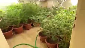 Lüks villada şoke eden manzara: Kenevir serası kurmuş