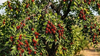 Pazarda yeni sezon: Çin hurması hünnap cep yakıyor