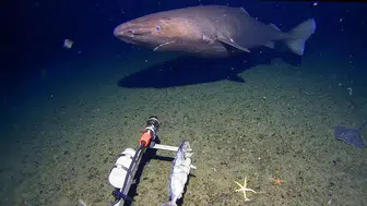 Antarktika Okyanusu'nda İlk Kez Köpekbalığı Görüntülendi mi?