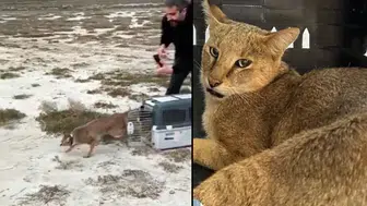 İstanbul'dan Bodrum'a Giden Tatilciler, Yaralı Saz Kedisini Buldu ve 6 Ay Sonra Doğaya Salındı