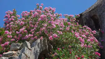 Kur'an-ı Kerim'de Lanetlenen Zakkum Ağacının Gizemi Nedir?
