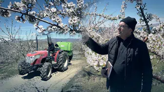 Çorak topraklar altın madenine dönüştü: Keban kıyısında badem bereketi