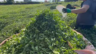 Çay üreticisini bekleyen kritik süreç: Fabrikalarda yoğunluk alarmı verildi