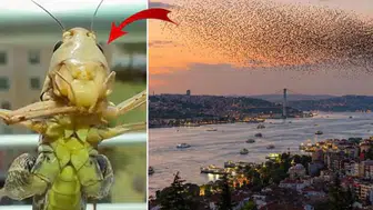 Çekirge sürüleri endişe yarattı: İslam alimlerinden "kıyamet" tartışmalarına açıklık