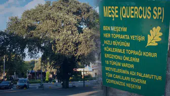 1620 asırlık meşe ağacına kimlik: Ören sahilinde tarihi koruma