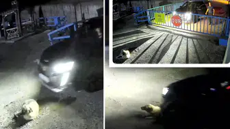 Cip sürücüsü köpeği ezdi, 13 bin lira ceza ile serbest kaldı