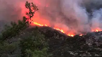 Bergama'dan acı haber: Ormanlık alanda alevler yükseldi