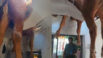 Nazilli'de akıllara durgunluk veren olay: Çatı çöktü, dana salona düştü