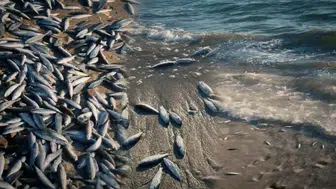 Muğla sahillerinde korkutan manzara: Binlerce balık kıyıya vurdu