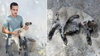 Antalya'da 5 Bacaklı Kuzu Doğdu
