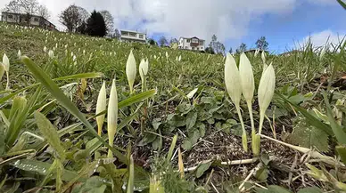 Trabzon Yaylalarında Nadir Gören Vargit Çiçeği Ziyaretçilerini Bekliyor