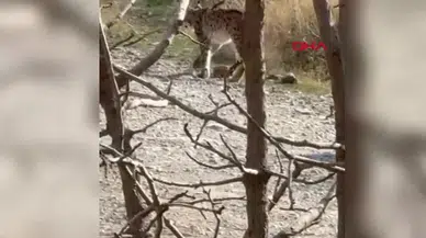 Nesli Tükenme Tehlikesi Altındaki Vaşak Hakkari'de Görüldü