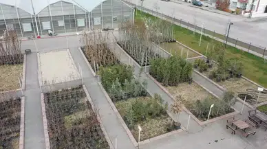 Ankara'da Keçiören Belediyesi'nden Yeşil Alanlara Katkı: Yerel Serada Yetiştirilen Bitkiler