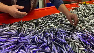 Bolu'da Hamsinin Kilosu 150 Liraya Düştü