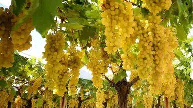 Manisa'da Sultani Çekirdeksiz Üzüm Hasadı Devam Ediyor