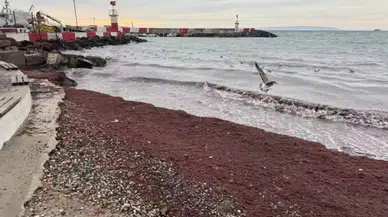Tekirdağ Sahilinde Kırmızı Yosun Birikintileri Oluştu