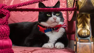 İngiltere’nin Ünlü Diplomat Kedisi Palmerston Hayatını Kaybetti Mi?