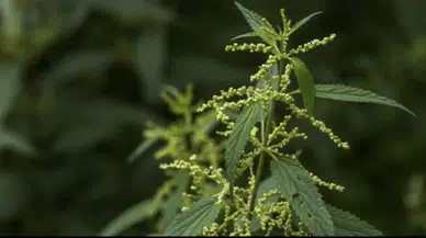 Osmanlı’da Isırgan Otu