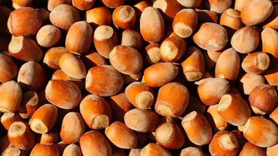 Türkiye, Fındık İhracatından 1,6 Milyar Dolar Gelir Elde Etti