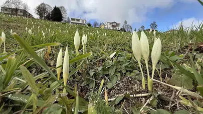 Trabzon Yaylalarında Nadir Gören Vargit Çiçeği Ziyaretçilerini Bekliyor
