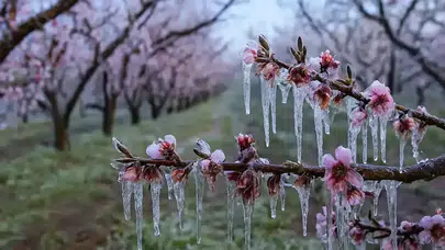 Zirai Dondan Etkilenen Üreticilere Destek Ödemesi Devam Ediyor
