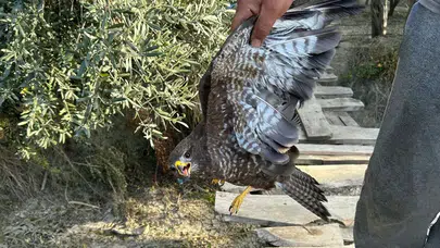 Hatay'da Yaralı Şahin Tedavi Altına Alındı