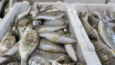 Hamsi Bolluğu Tezgahlara Çeşitlilik Getirdi: Balıkçılar da Şaşkın