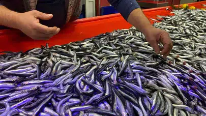 Bolu'da Hamsinin Kilosu 150 Liraya Düştü