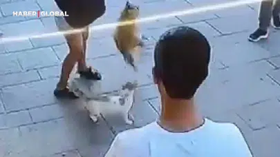 Fatih'te 'Muhtar' İsimli Kedi, Sahipli Köpeğe Saldırdı: O Anlar Kahkahaya Neden Oldu
