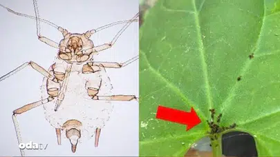 Kaz Dağları'nda Keşfedilen Yeni Böcek Türü: Aphisdardanelliensis Nedir?