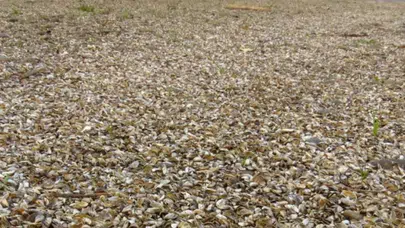 Zebra midyeleri gölü istila etti, halk için uyarı yapıldı