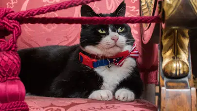 İngiltere’nin Ünlü Diplomat Kedisi Palmerston Hayatını Kaybetti Mi?