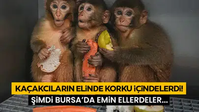 Bursa'da Ele Geçirilen Makak Yavruları Artık Güvende Mi?