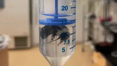 Arıların Su Altında Yaşama Yeteneği Nedir ve Nasıl Gerçekleşiyor?