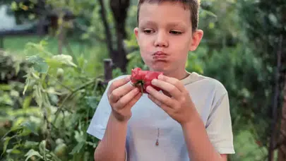 Domatesin tadı patlamış mısır gibi mi olacak? Yeni bir tür geliştirildi